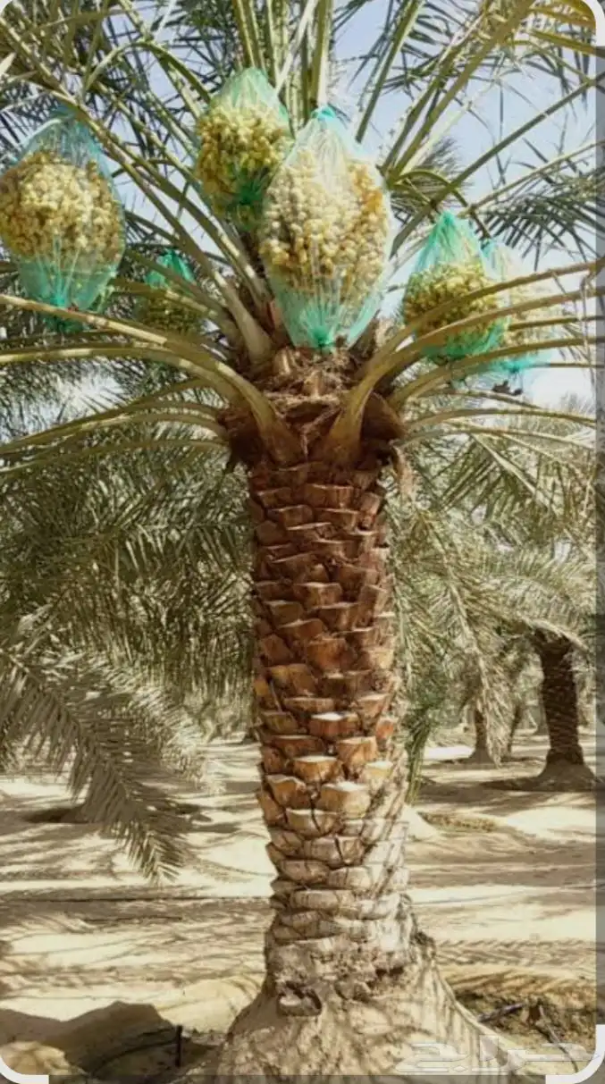 نخل نخيل مثمر 0