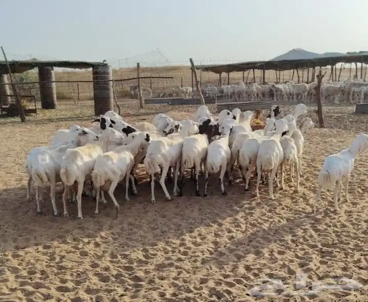 ضان رفيدية جملة 2