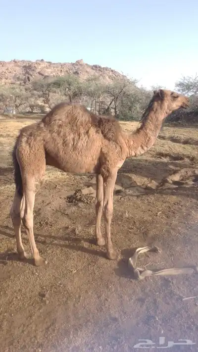 خمسه حشوان للبيع جمله 6