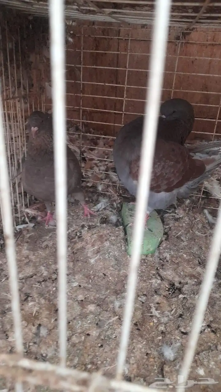 حمام كنج مدينة 3