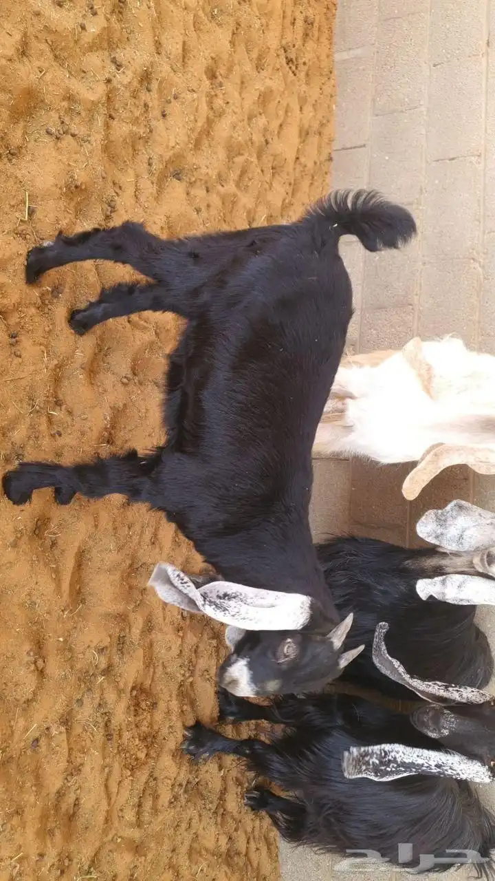ثلاث معزا شبب يتبعها جفره طيبه 4