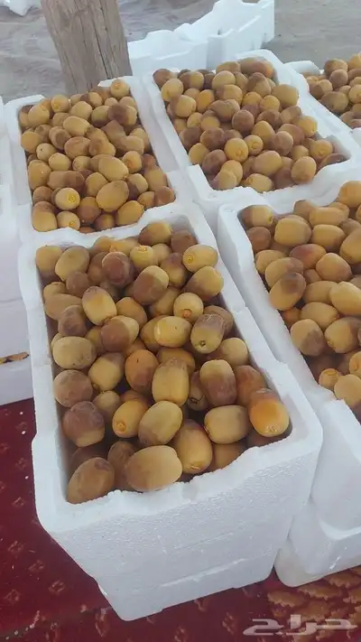 رطب روثانة وانواع فاخرة من رطب المدينة المنورة 4
