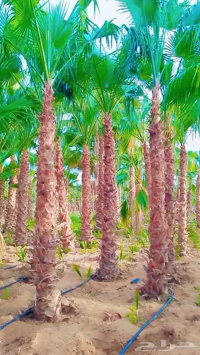 نقوم بتنفيذ جلسات العريش وتركيب الحجر الطبيعي شكل جبلي 3