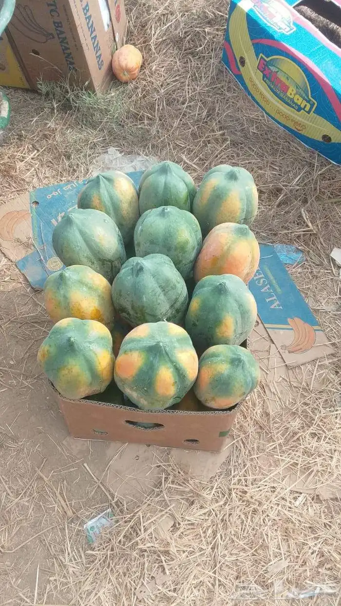 بابايا للبيع بالكرتون 0