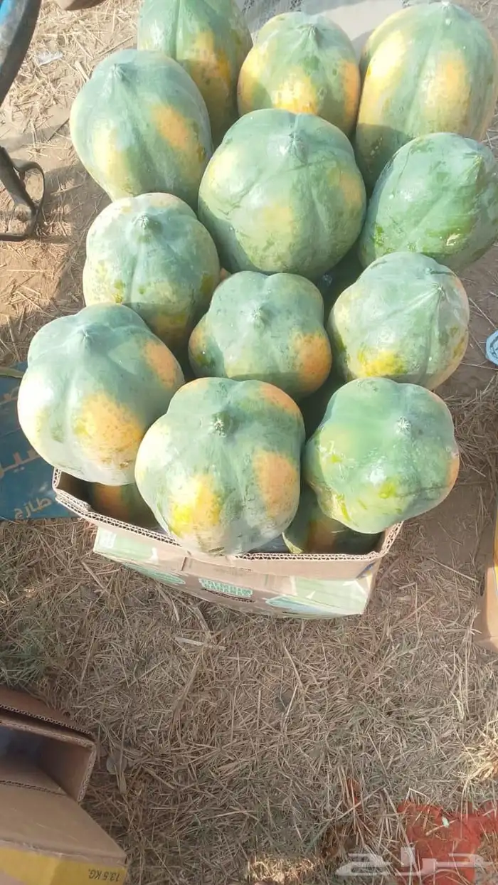 بابايا للبيع بالكرتون 1