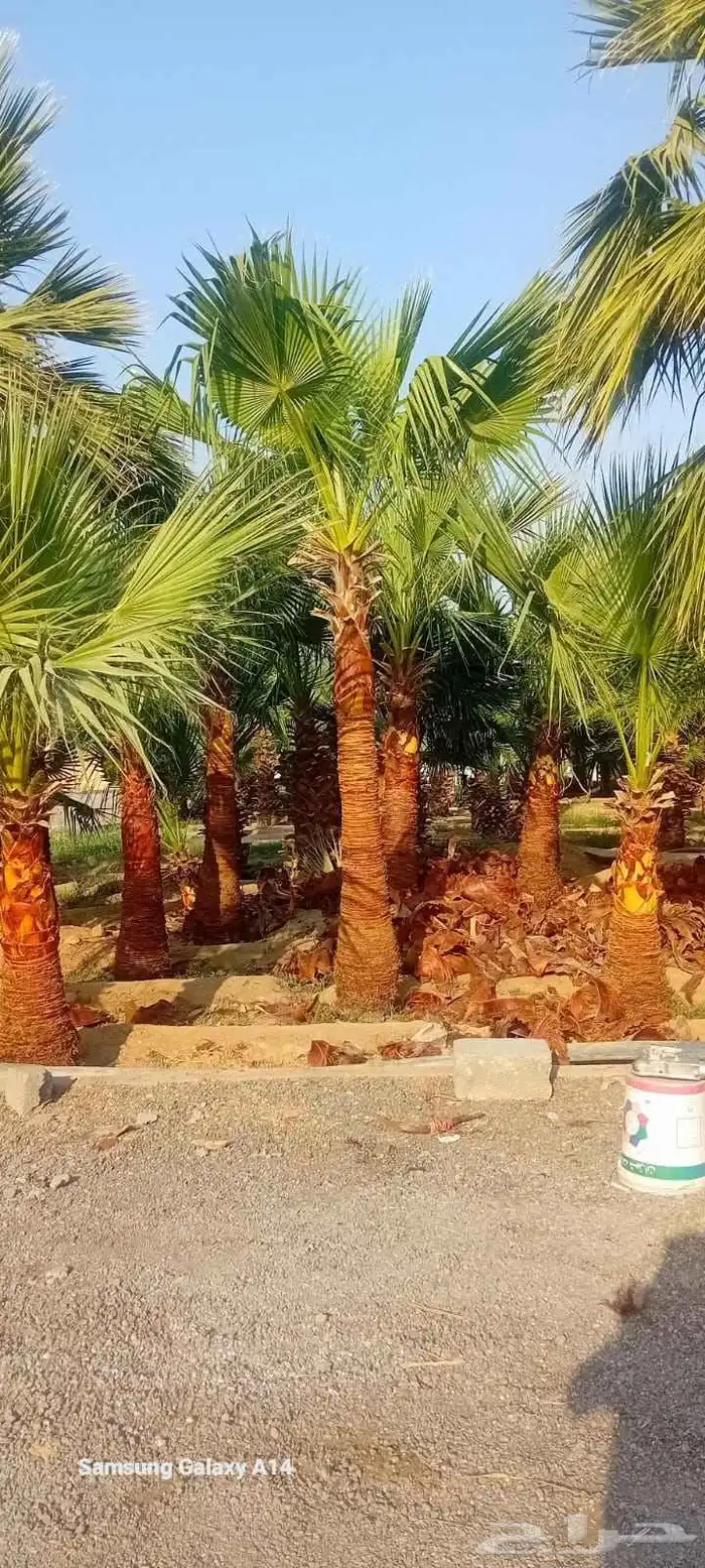 نخل عربي واشنطن جميع انواع والمقاسات صقعي ورشودي برحي مجدول 5