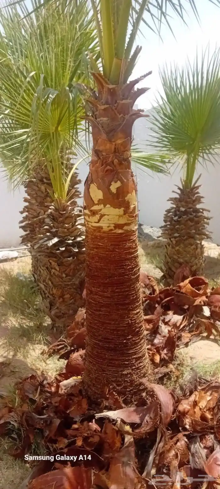 نخل عربي واشنطن جميع انواع والمقاسات صقعي ورشودي برحي مجدول 1