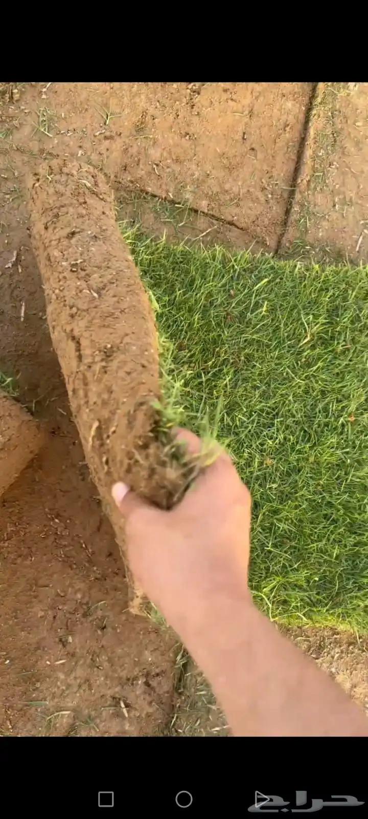 يوجد ثيل طبيعي وجميع الاشجار والشتلات والزهور والنخيل . متخ 2