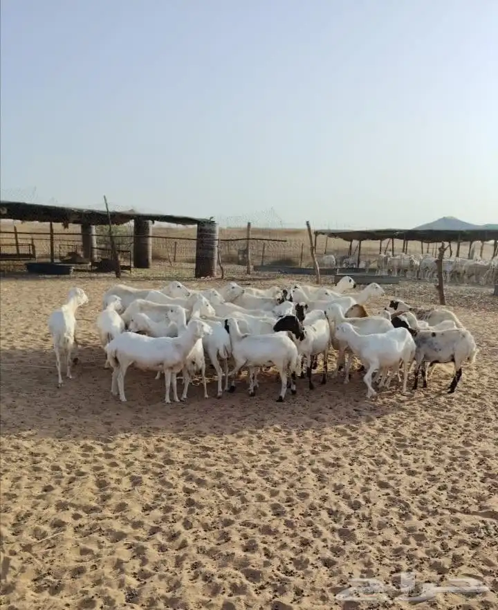 ضان رفيدية جملة 4