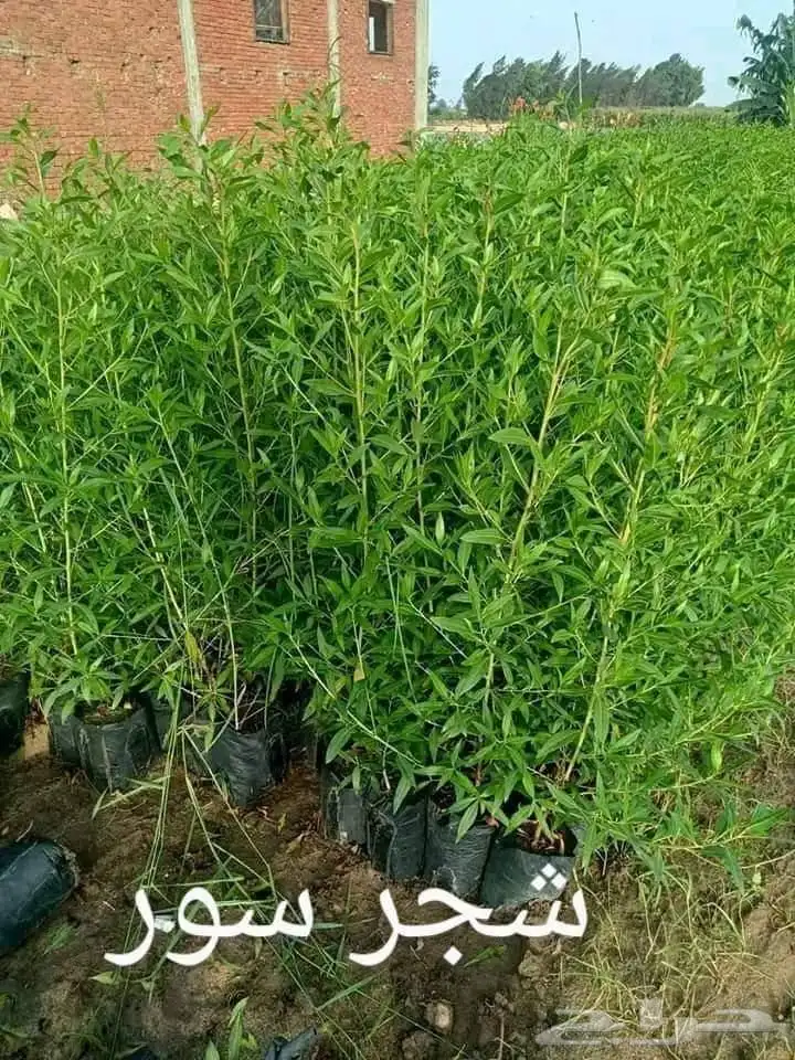 ثيل طبيعي 8
