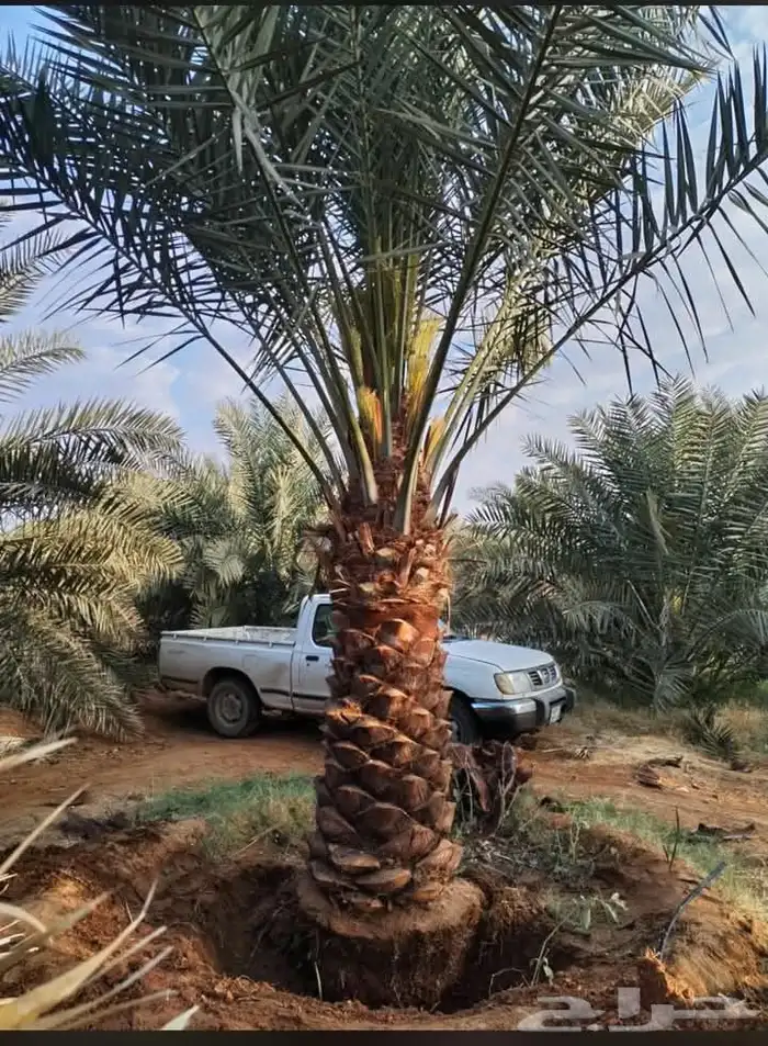 نخل خلاص برحي سكري 4
