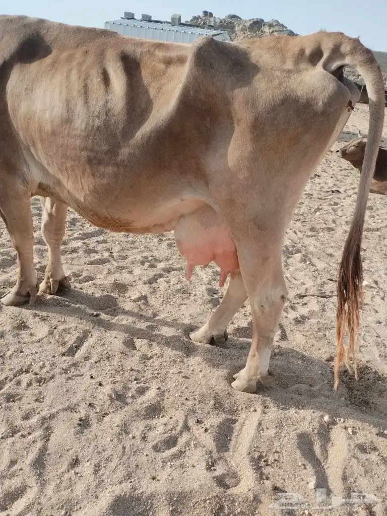 بقره المانيه حليب هاديه شرط من اي عذروب ام ثالث 5