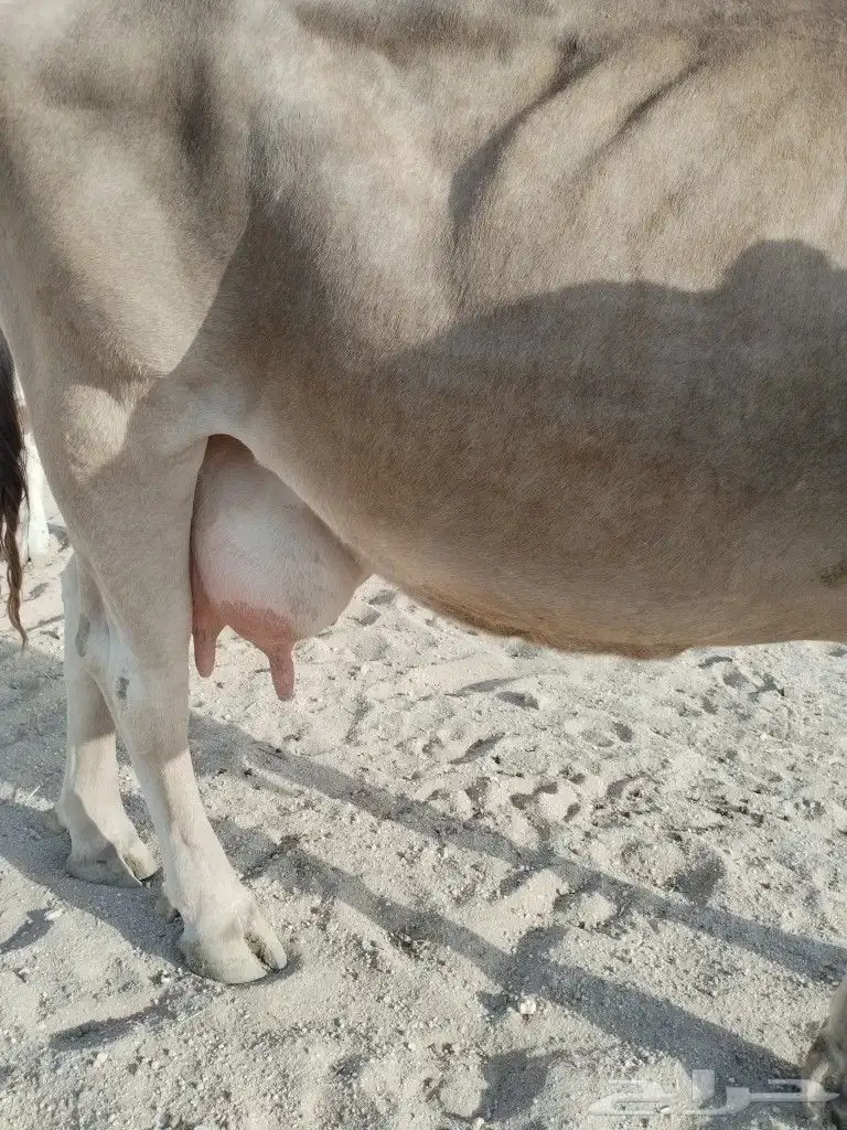 بقره المانيه حليب هاديه شرط من اي عذروب ام ثالث 4