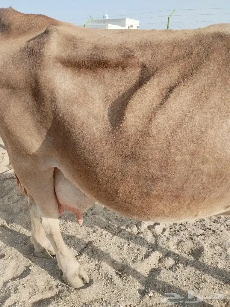 بقره المانيه حليب هاديه شرط من اي عذروب ام ثالث 6