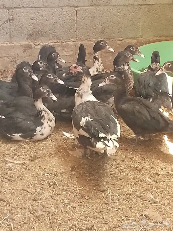 بط زبح وتربيه 5