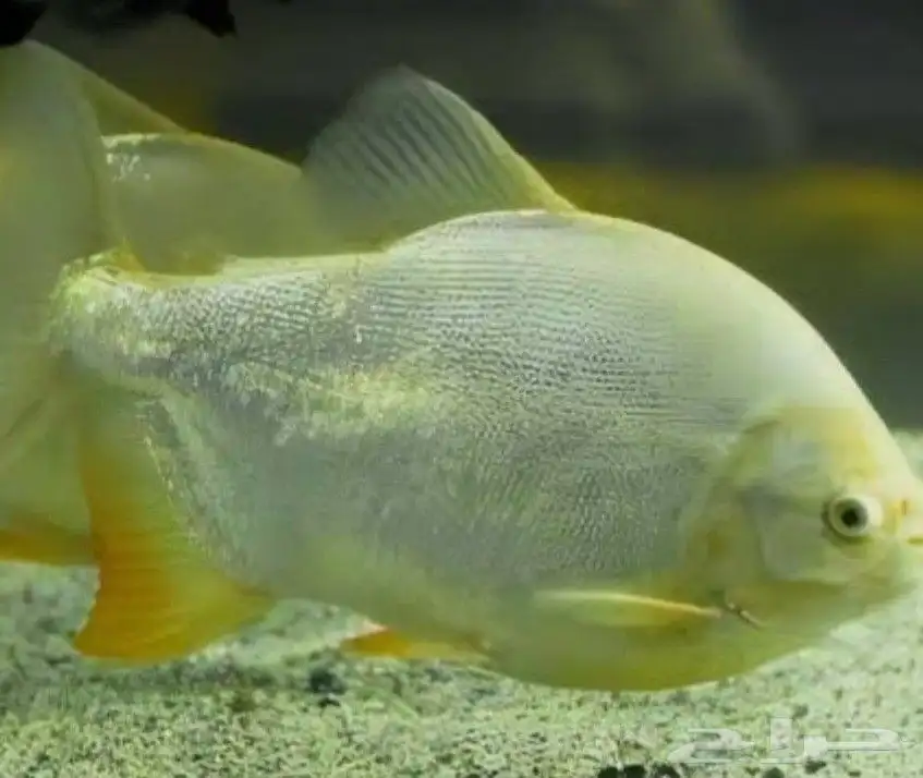aquarium fish 6