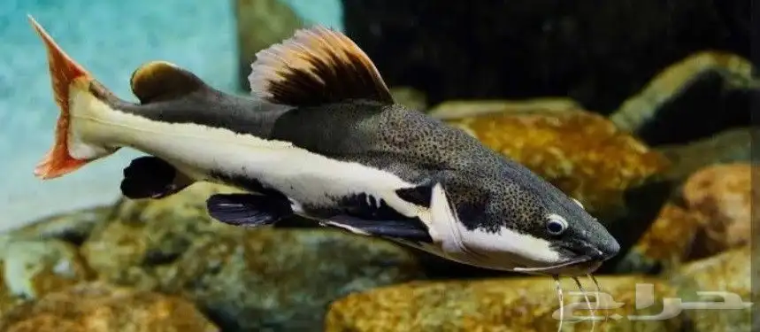 aquarium fish 1