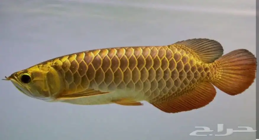 aquarium fish 2