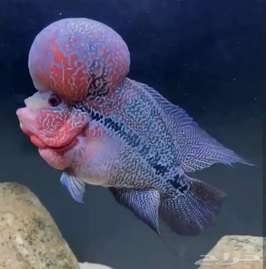 aquarium fish 7