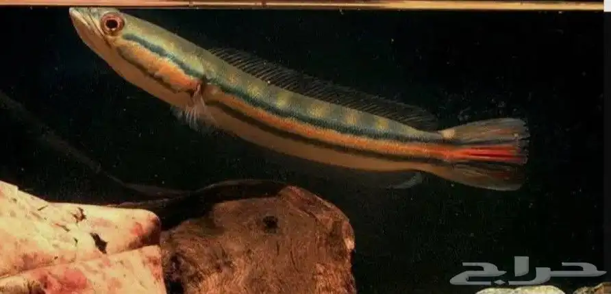 aquarium fish 9