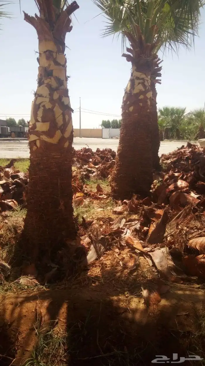 نخل عربي واشنطن جميع انواع والمقاسات صقعي ورشودي برحي مجدول 2