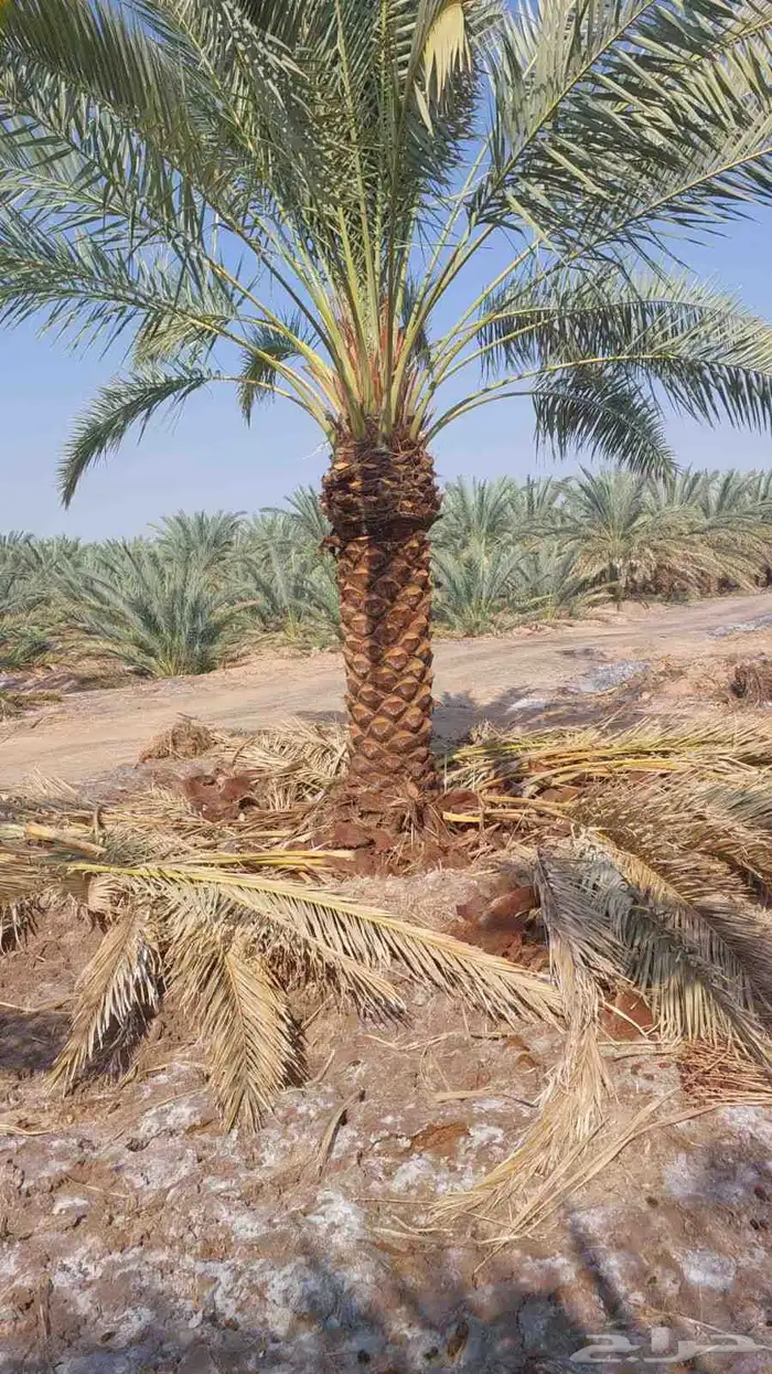نخل للبيع اخلاص درجه اولى ويتوفر جميع انواع النخيل 1