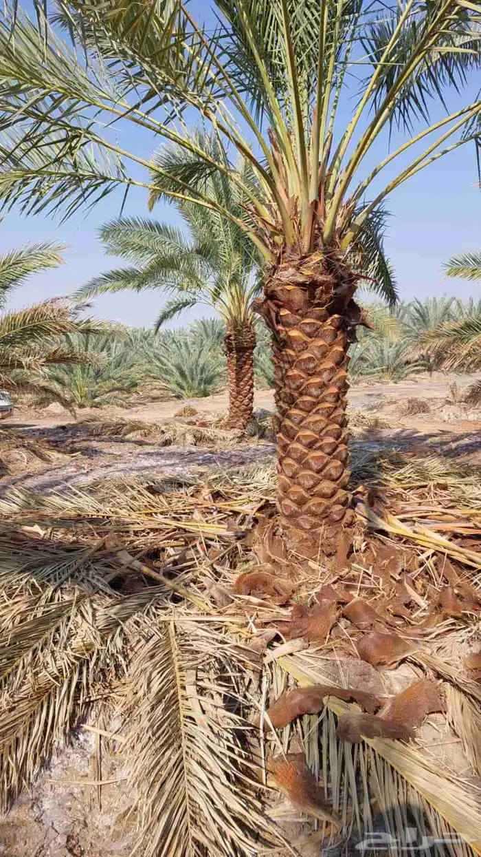 نخل للبيع اخلاص درجه اولى ويتوفر جميع انواع النخيل 0