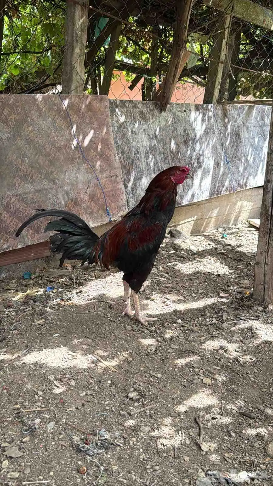 حيوانات ارانب وديك 2