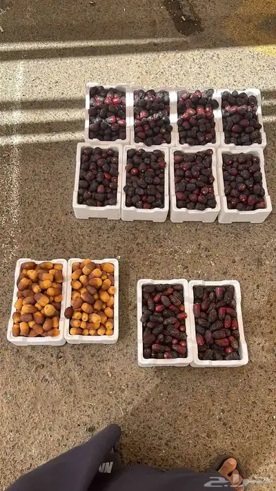 رطب روثانة وانواع فاخرة من رطب المدينة المنورة 3