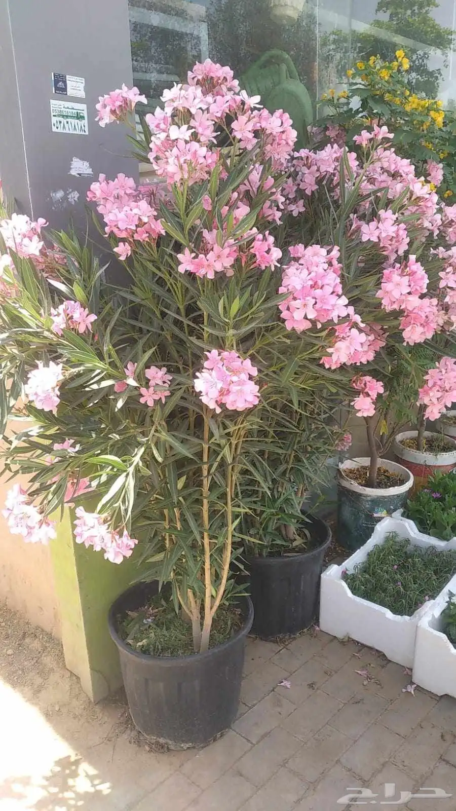 مشتل زراعي 8