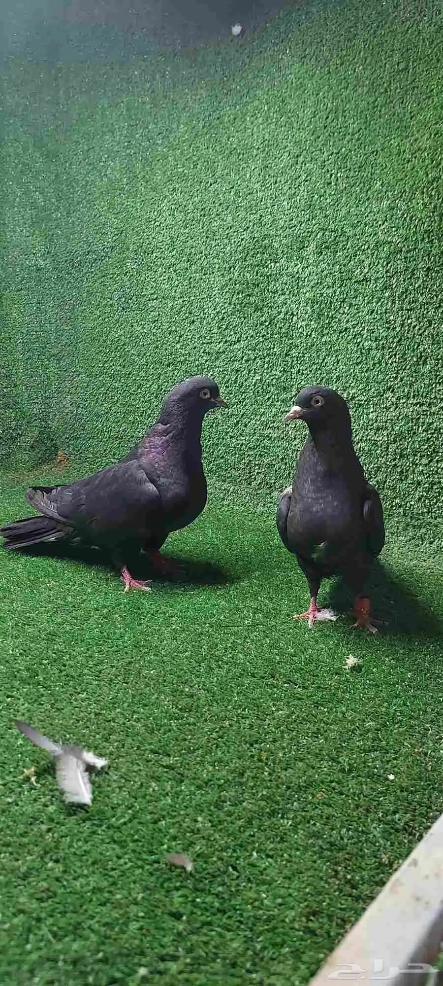 حمام قطايف 0