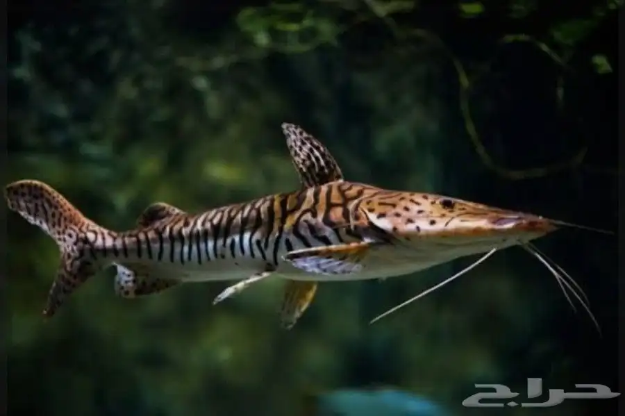 aquarium fish 0