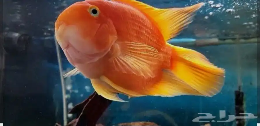 aquarium fish 3