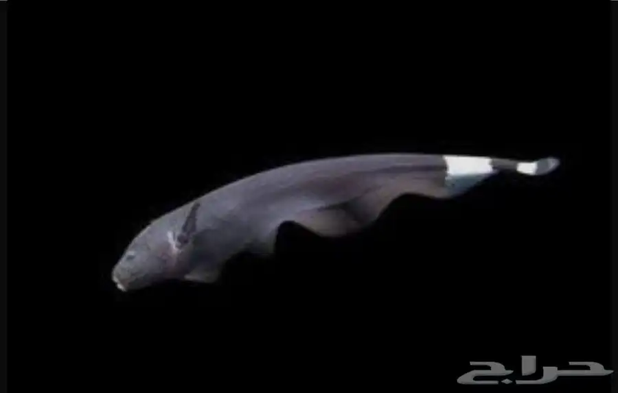 aquarium fish 8
