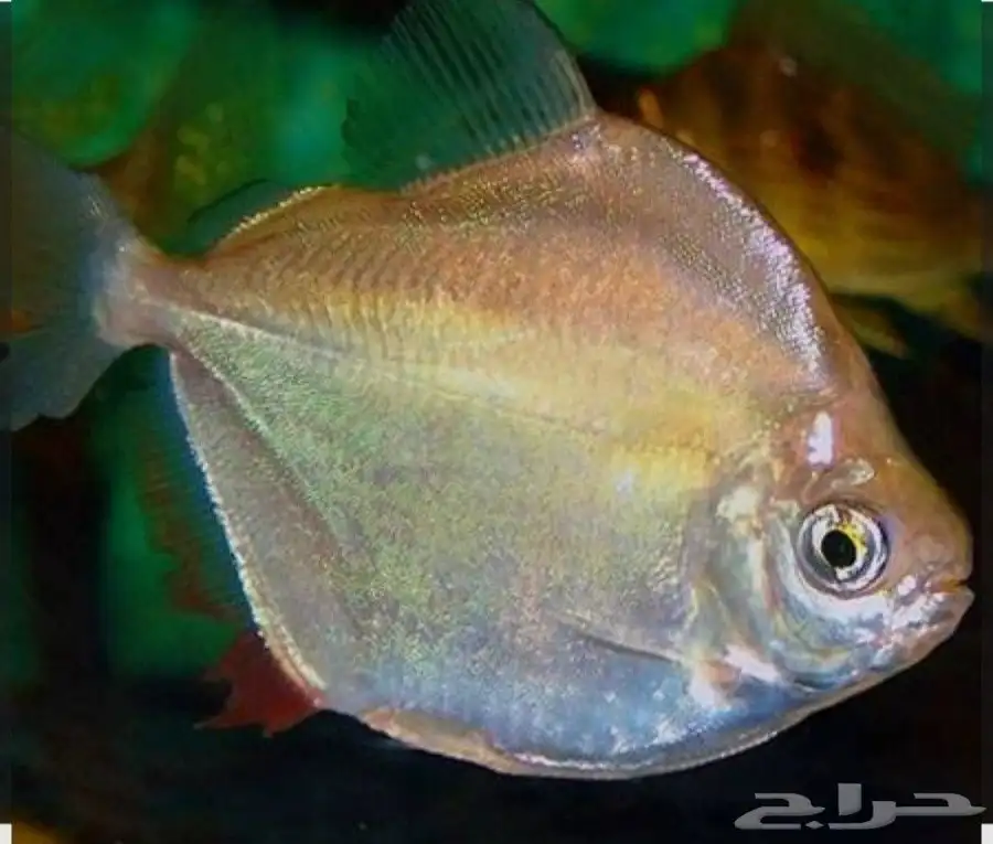 aquarium fish 4