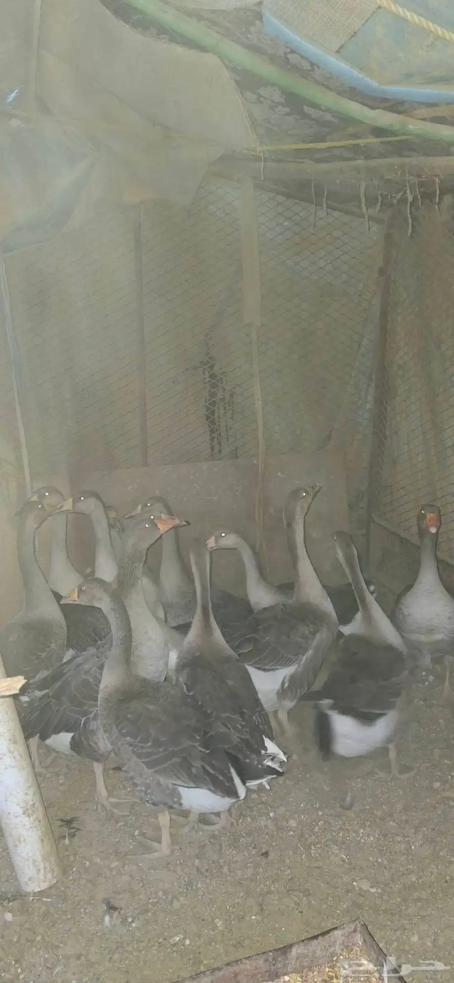 وز عراقي 3