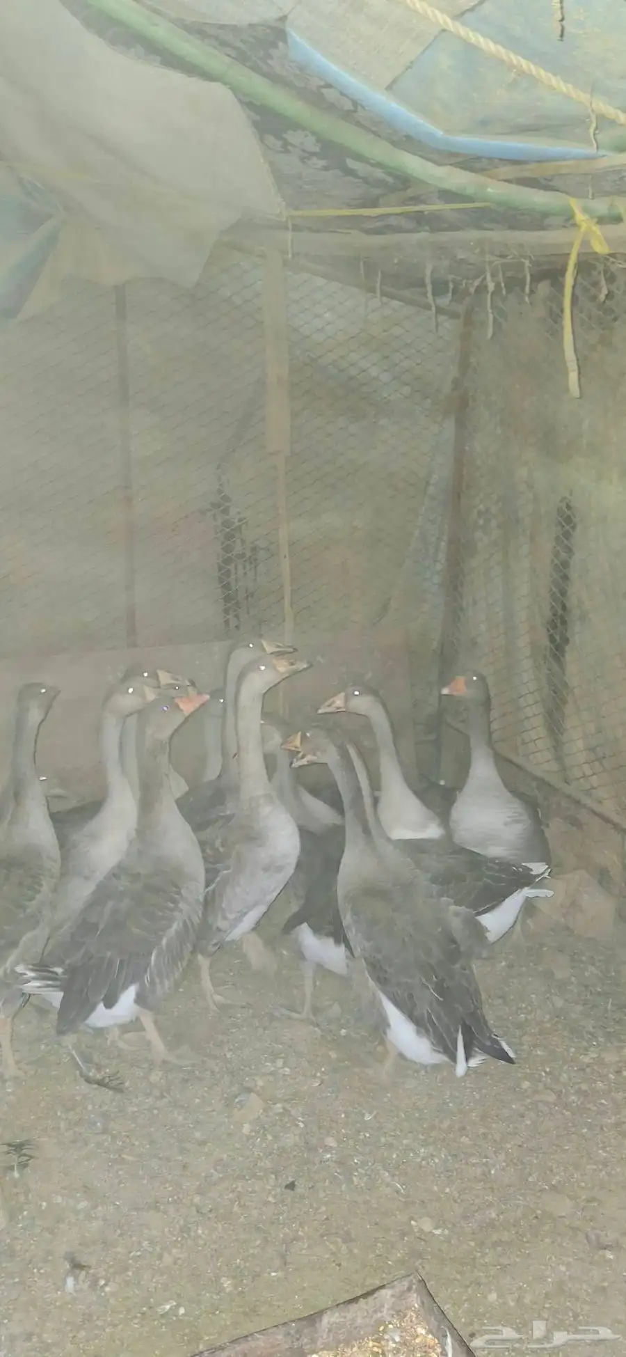 وز عراقي 4