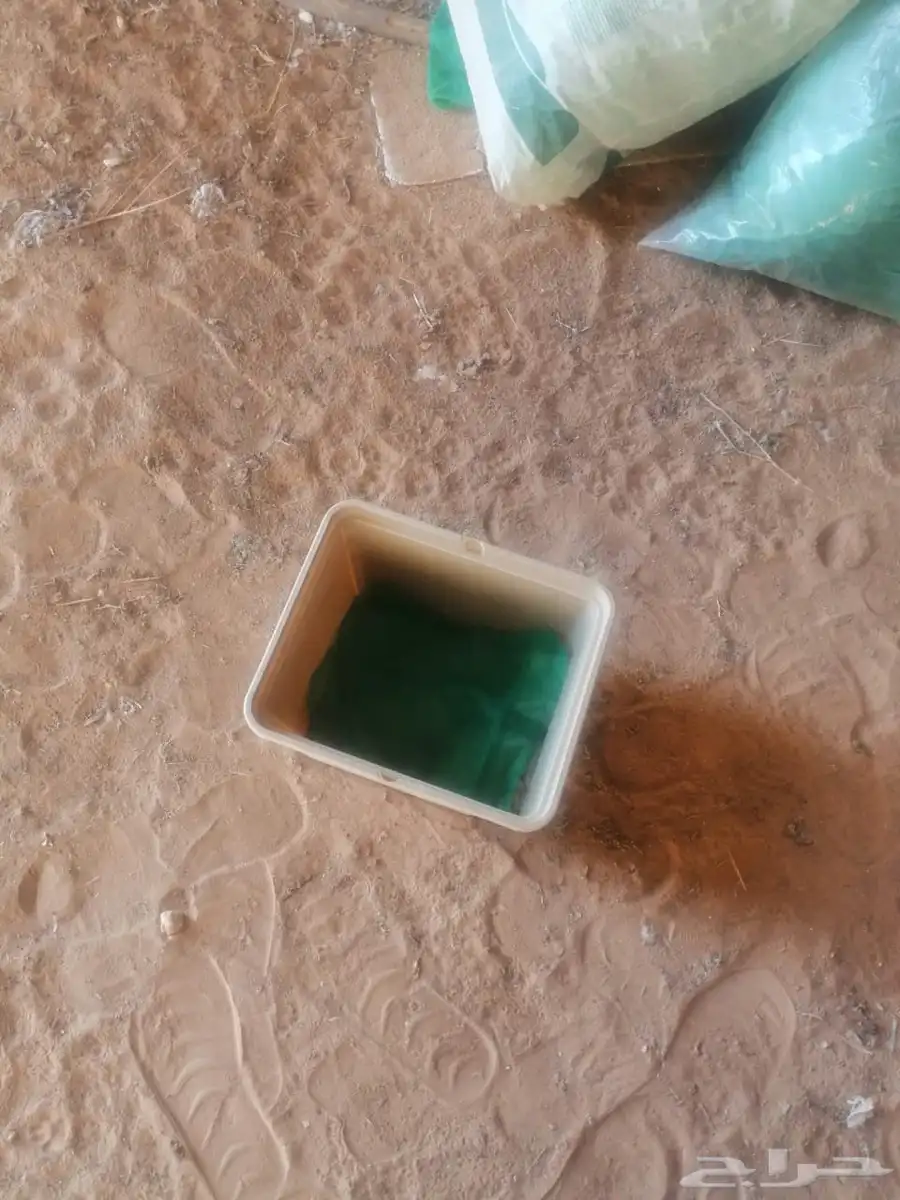 داتش باكيت اخو الجديد 1