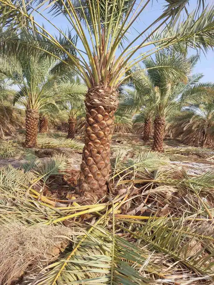نخل للبيع اخلاص درجه اولى ويتوفر جميع انواع النخيل 2