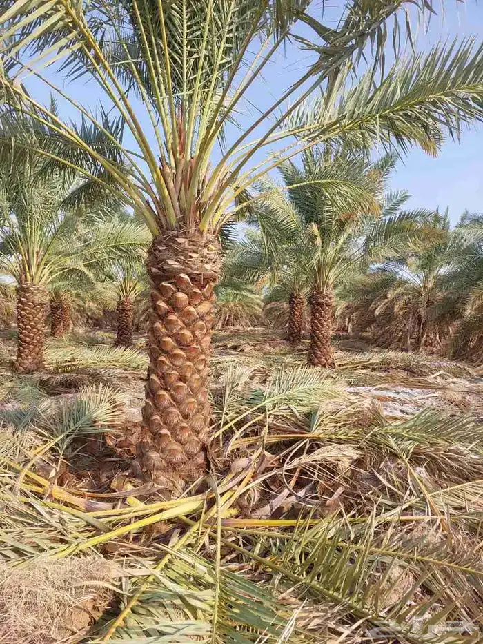 نخل للبيع اخلاص درجه اولى ويتوفر جميع انواع النخيل 3