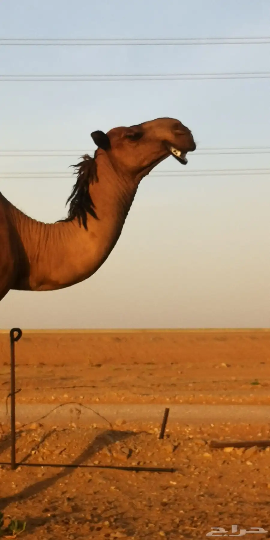 قعود أصفر فحل كفو 1