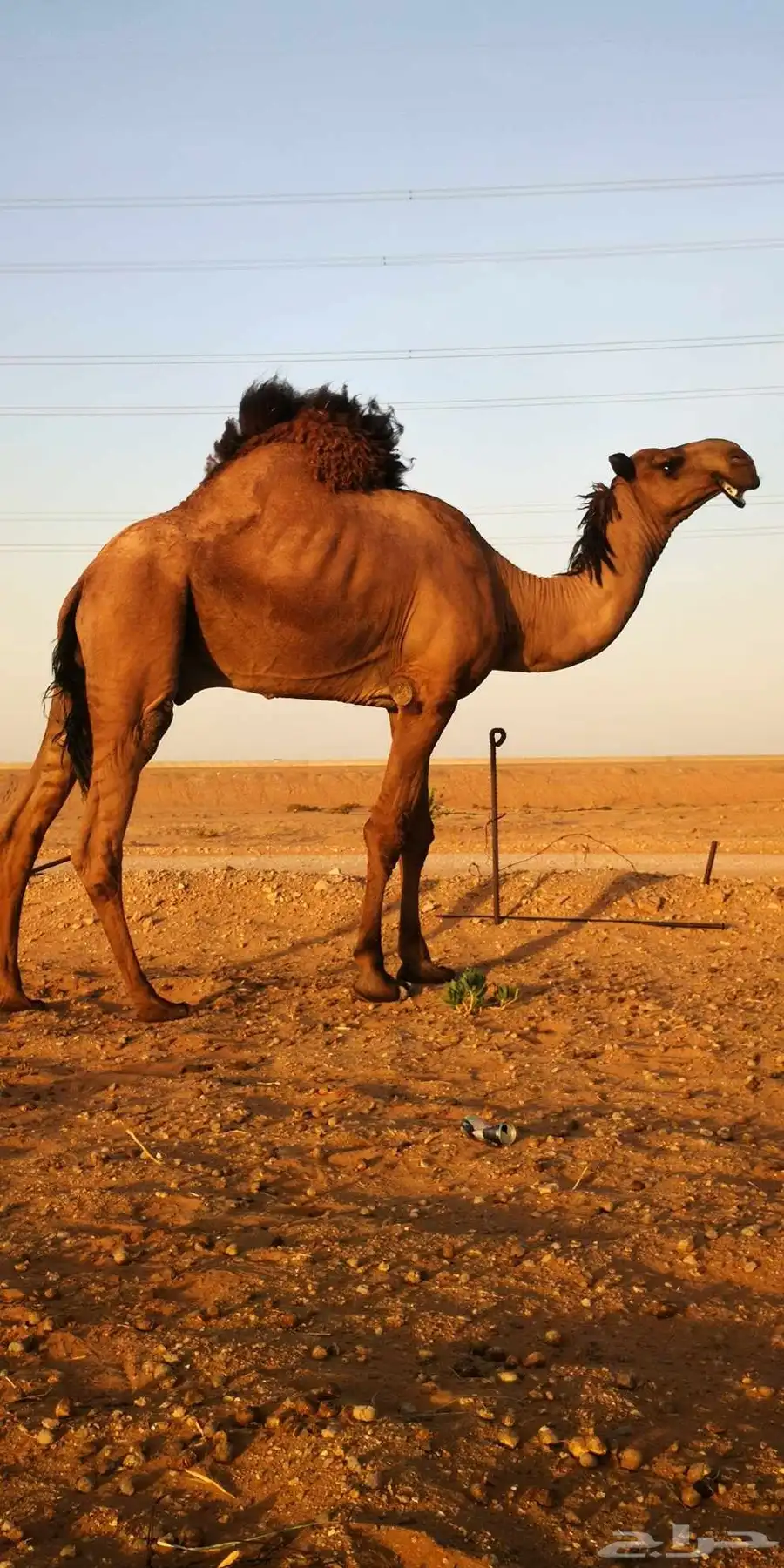 قعود أصفر فحل كفو 2