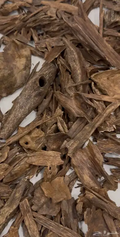 عود ماليزي ترنقانو نادر جدا 3