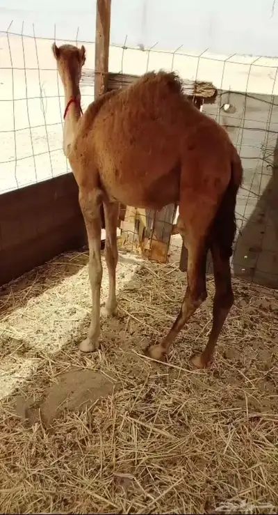بكره حمراء طيبه 0