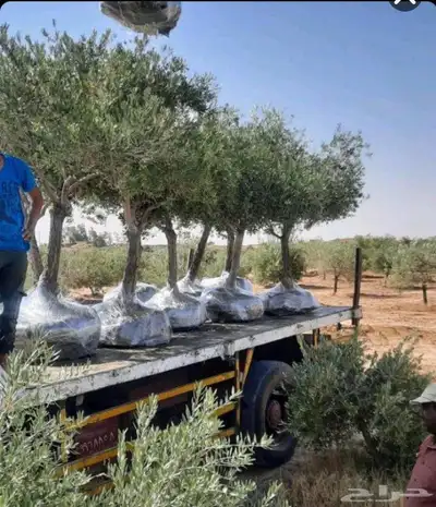 ابو النووور لتوريد كافه انواع الزيتون بكافةالمقاسات والاحجام 1