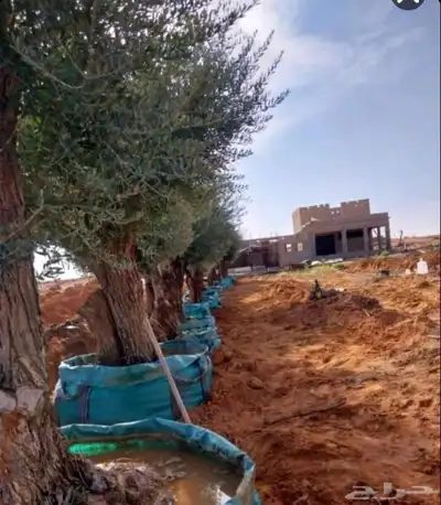 ابو النووور لتوريد كافه انواع الزيتون بكافةالمقاسات والاحجام 0