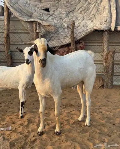 للبيع تيس بيشي اكحل 1