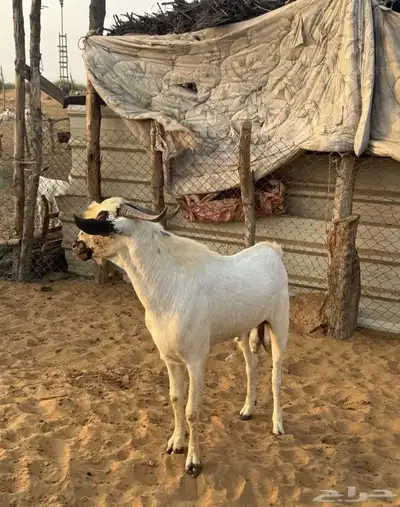 للبيع تيس بيشي اكحل 2
