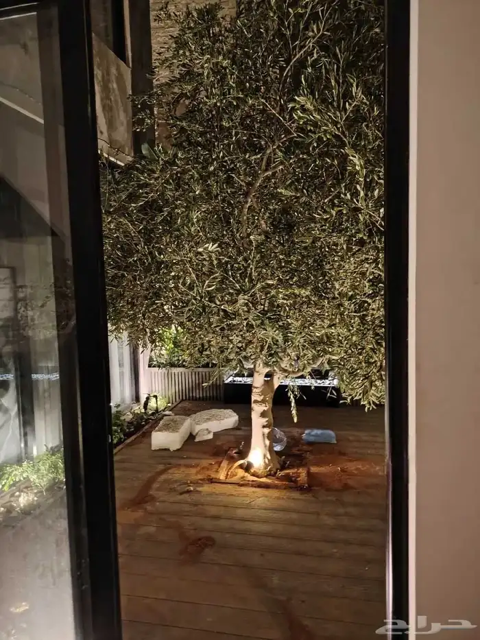 شجر زيتون جميع المقاسات 5