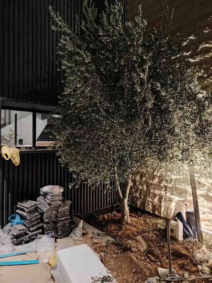 شجر زيتون جميع المقاسات 6